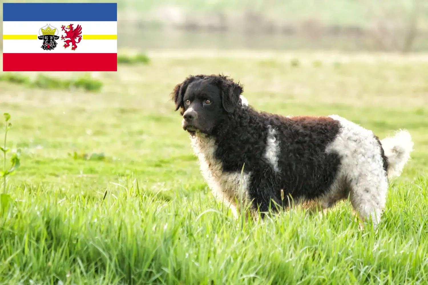 Cuccioli di cane d'acqua frisone e allevatori Mecklenburg-Vorpommern Qui potete trovare gli allevatori di cani d'acqua frisoni in Meclemburgo-Pomerania Anteriore.
