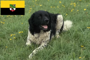 Scopri di più sull'articolo Allevatore di cani d’acqua frisoni e cuccioli in Sassonia-Anhalt