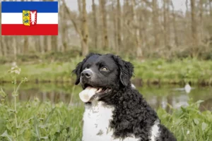 Scopri di più sull'articolo Allevatori di cani d’acqua frisoni e cuccioli a Schleswig-Holstein
