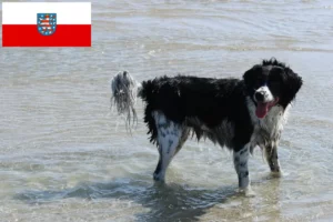 Scopri di più sull'articolo Allevatori di cani d’acqua frisoni e cuccioli in Turingia