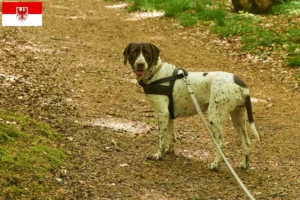 Scopri di più sull'articolo Allevatore di cani da ferma e cuccioli in Brandeburgo