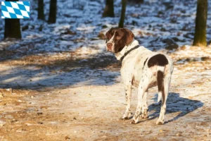Scopri di più sull'articolo Allevatore di cani da ferma e cuccioli in Baviera