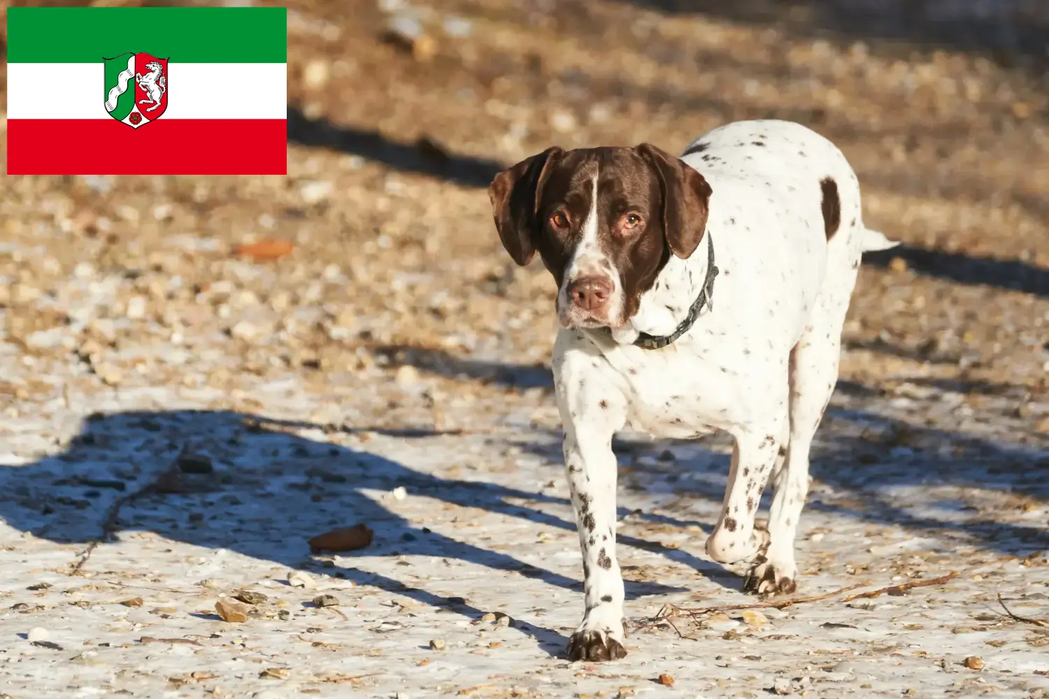 Scopri di più sull'articolo Allevatore di cani da ferma e cuccioli in Nord Reno-Westfalia