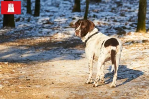 Scopri di più sull'articolo Allevatore di cani da ferma e cuccioli ad Amburgo