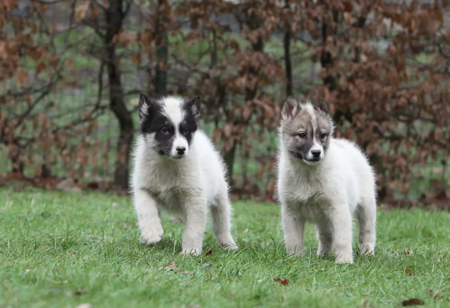 Acquistare un cucciolo di cane Groenlandia significa assumersi una responsabilità! Comprare cuccioli di cane della Groenlandia.