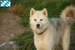 Scopri di più sull'articolo Allevatore di cani eschimesi canadesi e cuccioli in Baviera