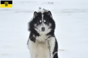 Scopri di più sull'articolo Allevatore di cani eschimesi canadesi e cuccioli in Baden-Württemberg
