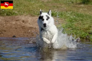 Scopri di più sull'articolo Allevatore di cani eschimesi canadesi e cuccioli in Bassa Sassonia