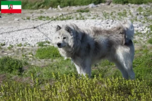 Scopri di più sull'articolo Allevatore di cani eschimesi canadesi e cuccioli in Nord Reno-Westfalia