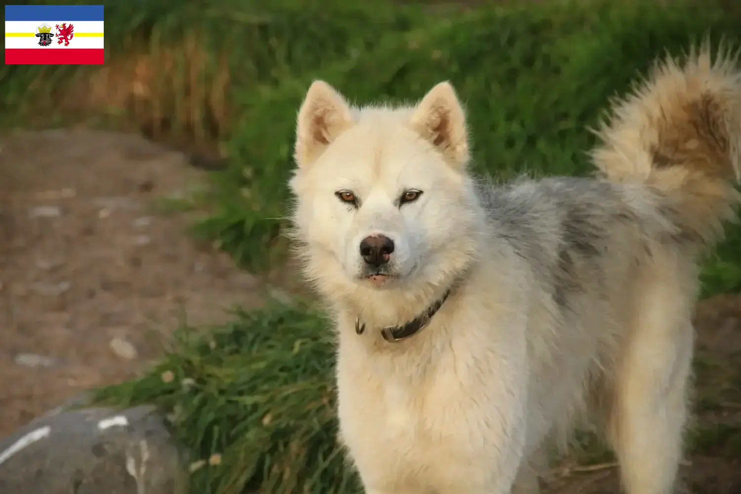 Cuccioli di cane eschimese canadese e allevatore Mecklenburg-Vorpommern Qui potete trovare allevatori di cani eschimesi canadesi in Meclemburgo-Pomerania Anteriore.