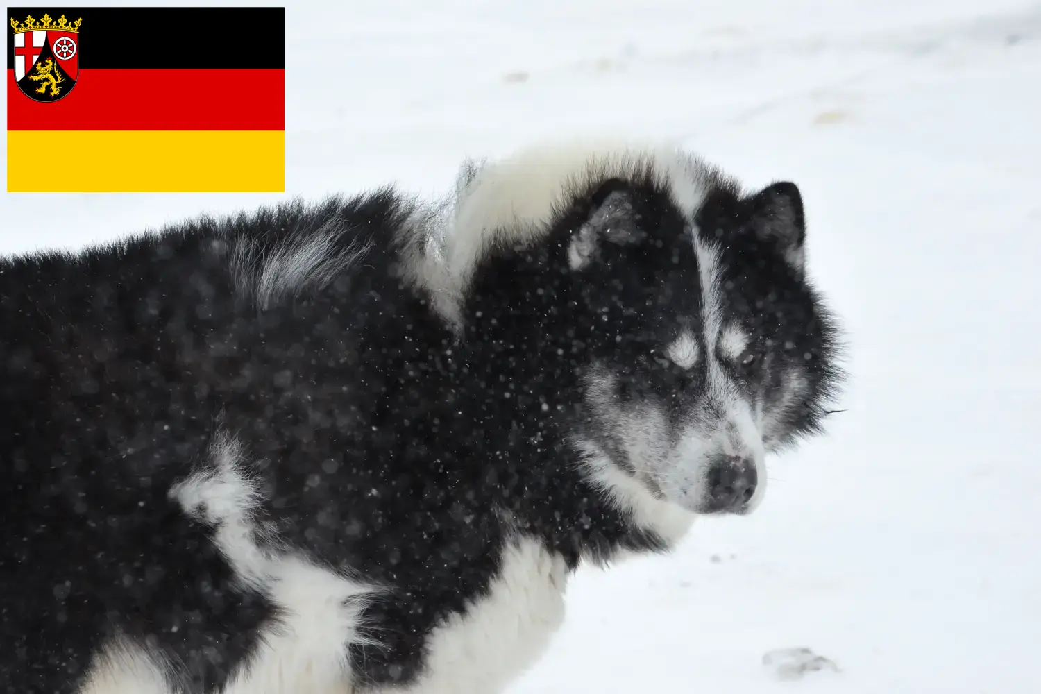 Scopri di più sull'articolo Allevatore di cani eschimesi canadesi e cuccioli in Renania-Palatinato