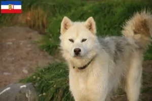 Scopri di più sull'articolo Allevatore di cani eschimesi canadesi e cuccioli a Schleswig-Holstein