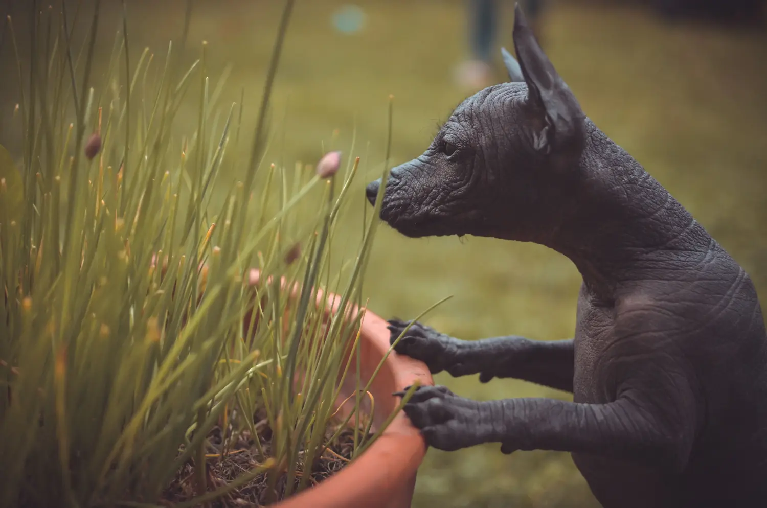 Acquistare un cucciolo di cane senza pelo peruviano significa assumersi delle responsabilità! Comprare cuccioli di cani senza pelo peruviani.