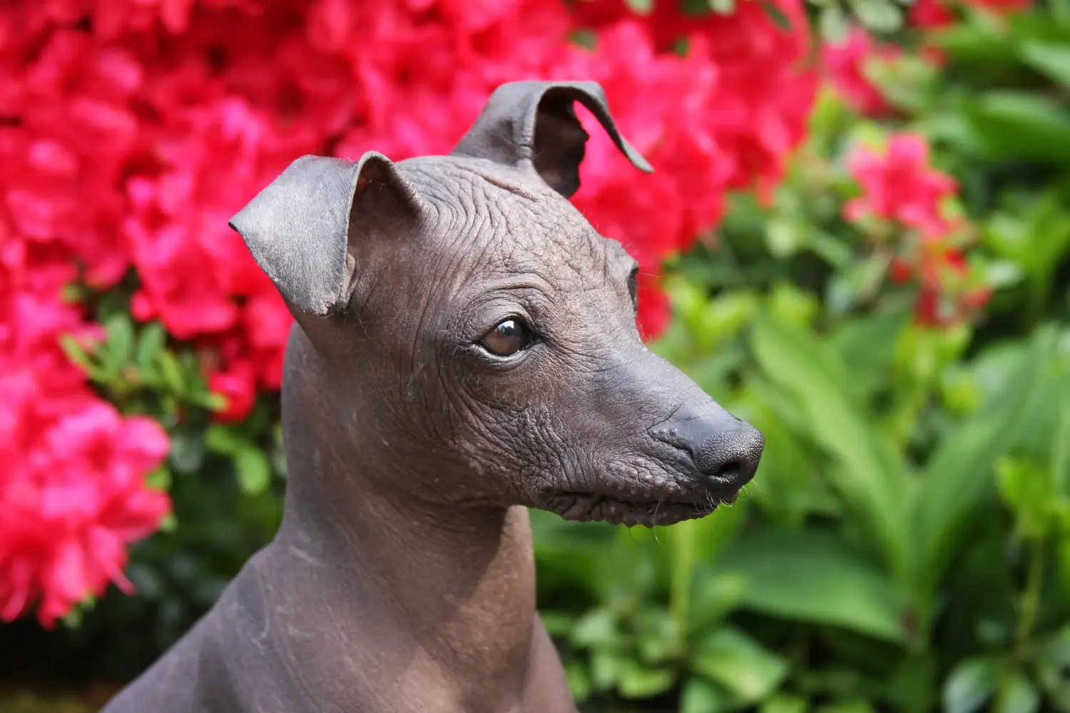 Acquistare un cucciolo di cane senza pelo peruviano significa assumersi delle responsabilità! Comprare cuccioli di cani senza pelo peruviani.