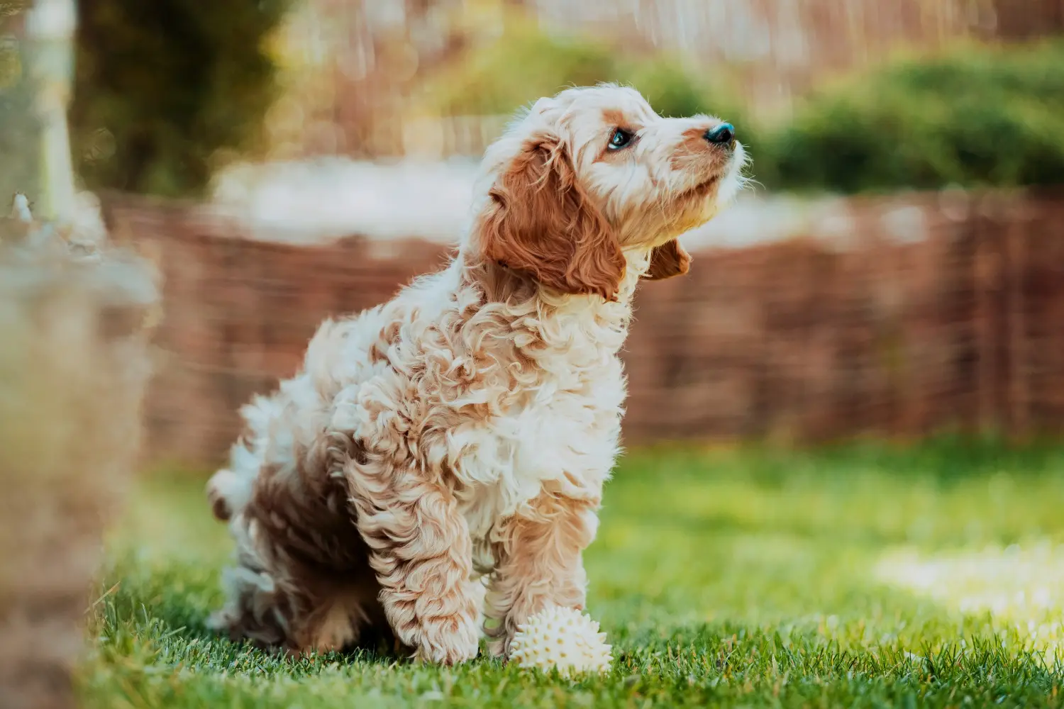 Acquistare un cucciolo di Cockapoo significa assumersi delle responsabilità! Comprare cuccioli di Cockapoo.