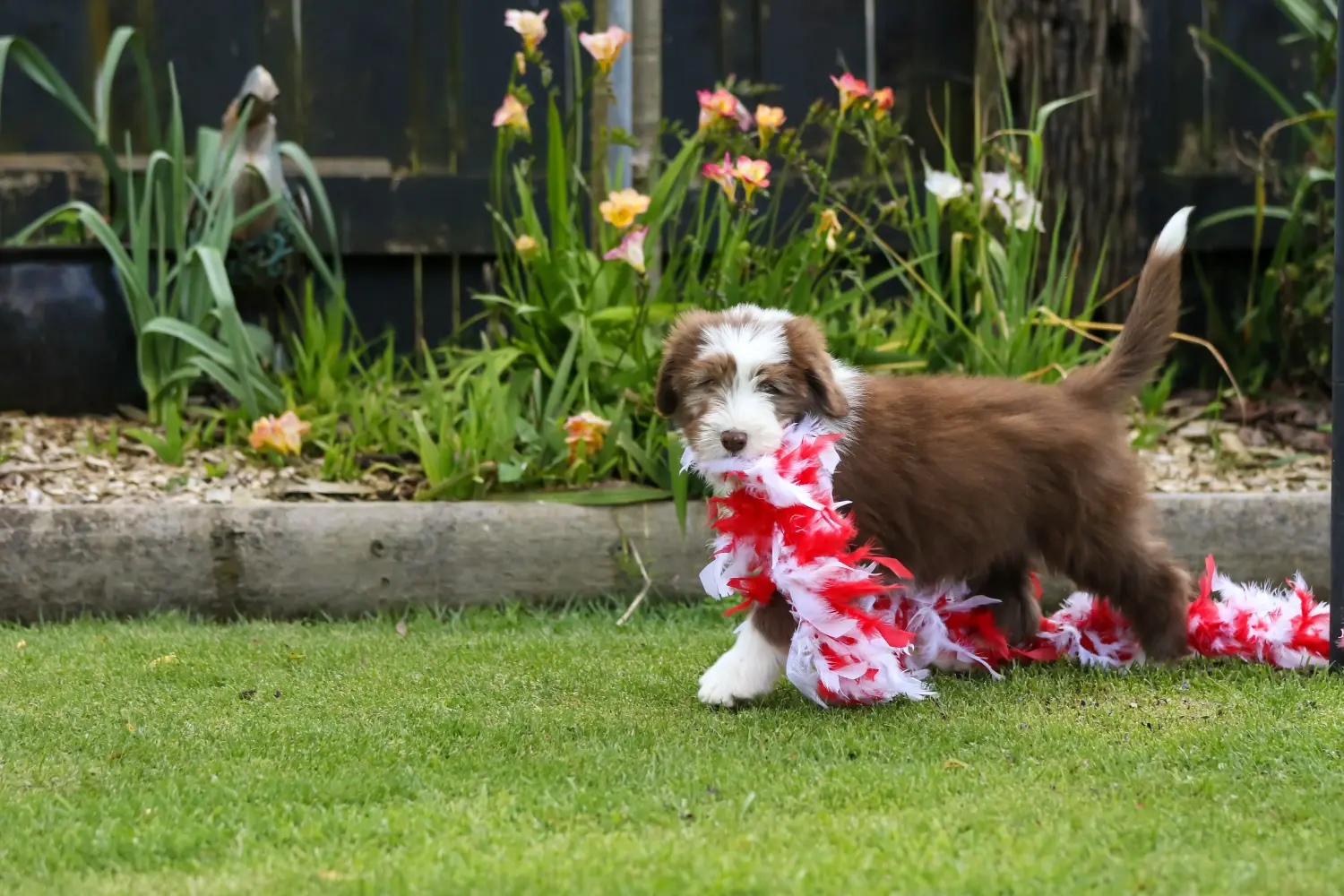 Acquistare un cucciolo di Bearded Collie significa assumersi delle responsabilità! Comprare cuccioli di Bearded Collie.