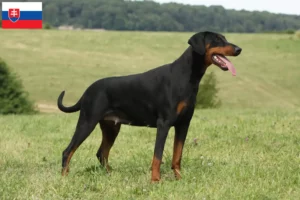 Scopri di più sull'articolo Allevatori di dobermann e cuccioli in Slovacchia
