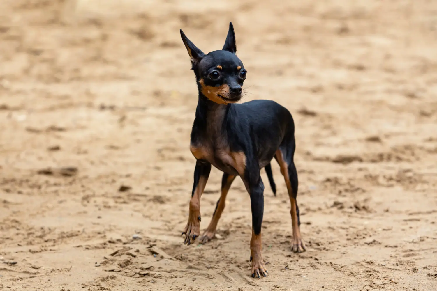 Acquistare un cucciolo di English Toy Terrier significa assumersi delle responsabilità! Comprare cuccioli di English Toy Terrier.