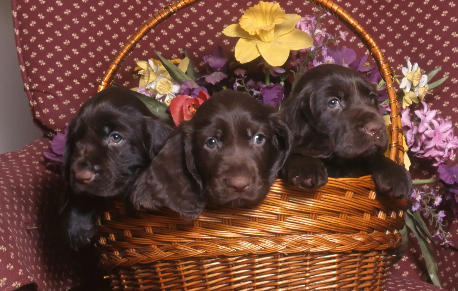 Acquistare un cucciolo di Field Spaniel significa assumersi delle responsabilità! Comprare cuccioli di Field Spaniel.