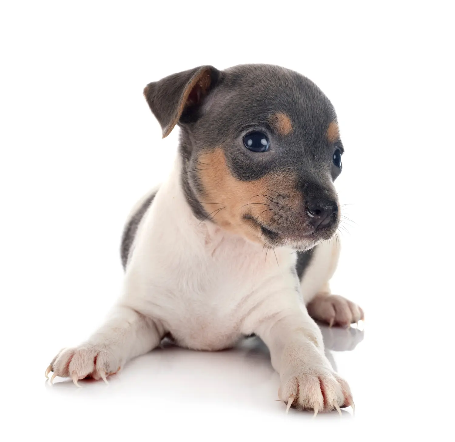 Acquistare un cucciolo di Terrier brasiliano significa assumersi delle responsabilità! Comprare cuccioli di Terrier brasiliano.