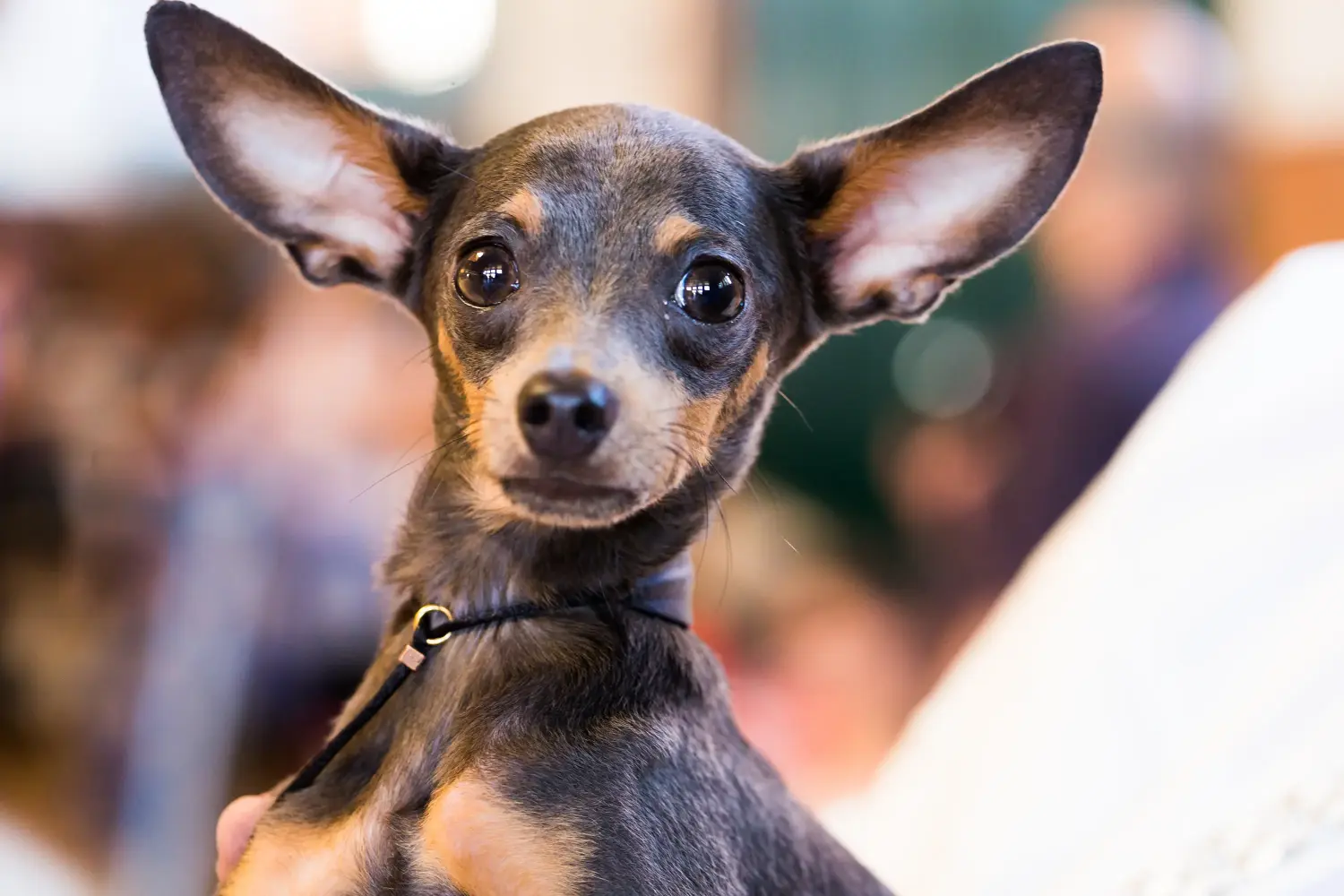 Acquistare un cucciolo di English Toy Terrier significa assumersi delle responsabilità! Comprare cuccioli di English Toy Terrier.