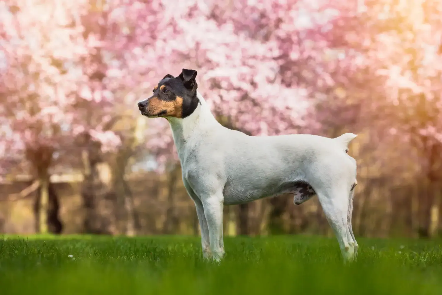 Cuccioli e allevatori di Ratonero Bodeguero Andaluz Trova gli allevatori di Ratonero Bodeguero Andaluz più vicini a te.