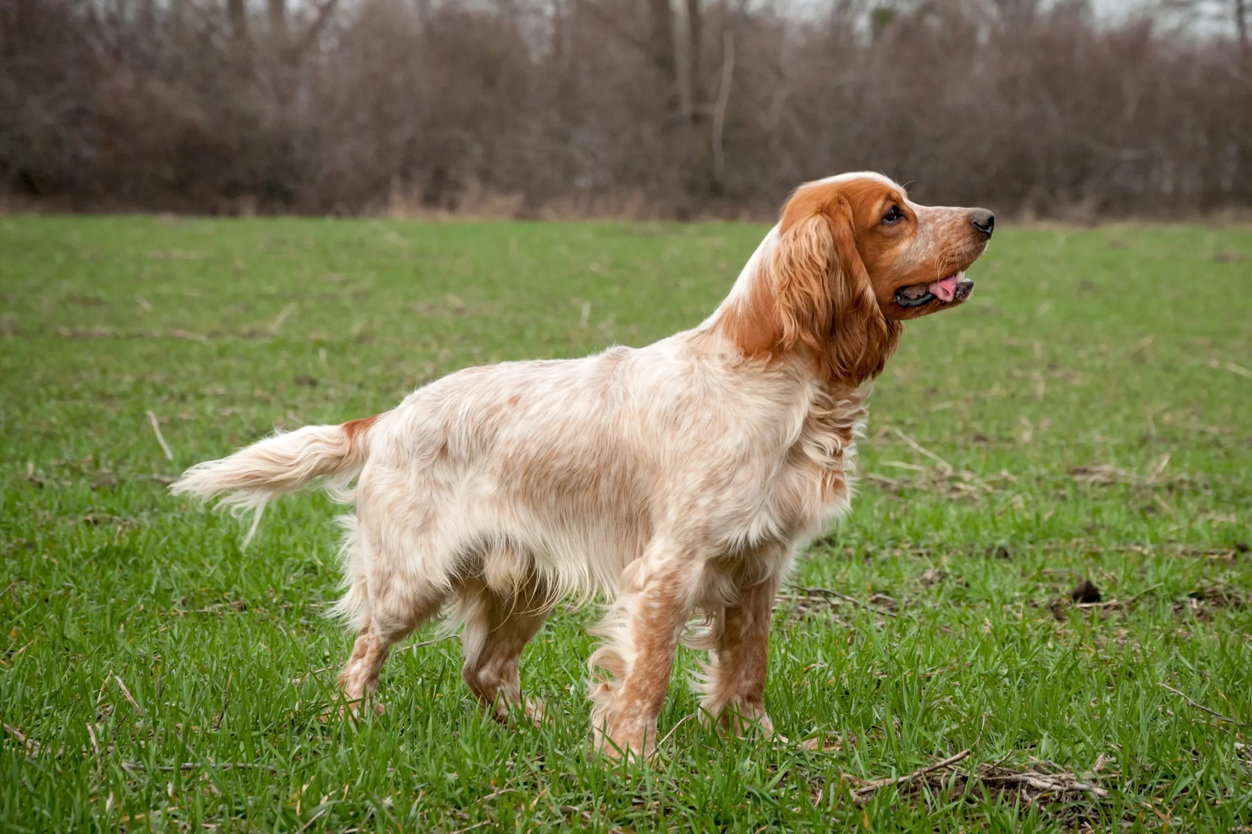 Scopri di più sull'articolo Allevatore di Spaniel russi