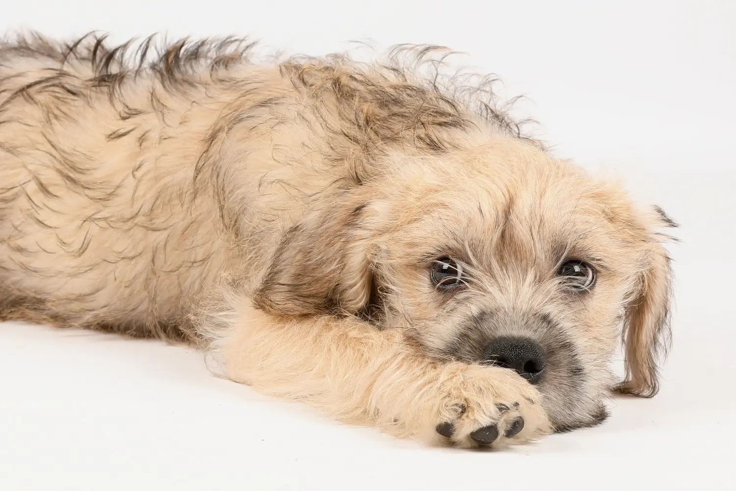 Acquistare un cucciolo di Hollandse Smoushond significa assumersi delle responsabilità! Comprare cuccioli di Hollandse Smoushond.