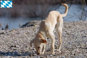 Scopri di più sull'articolo Allevatori di Kritikos Lagonikos e cuccioli in Baviera