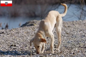 Scopri di più sull'articolo Allevatori di Kritikos Lagonikos e cuccioli in Turingia