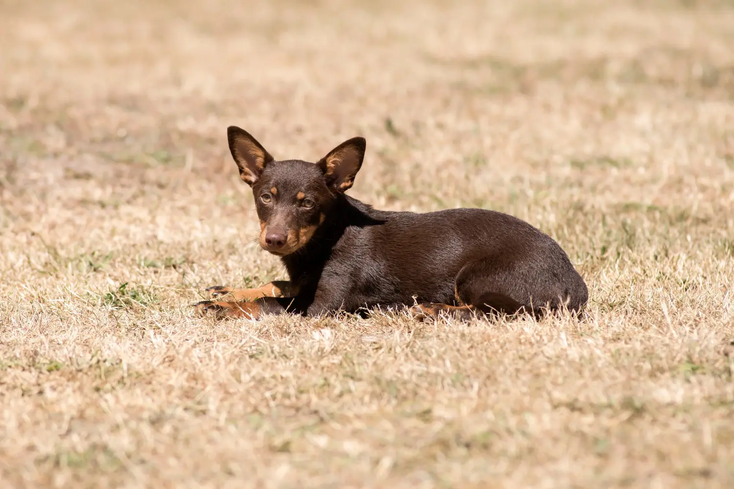 Acquistare un cucciolo di Lancashire Heeler significa assumersi delle responsabilità! Comprare cuccioli di Lancashire Heeler.