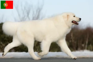 Scopri di più sull'articolo Allevatori di cani da pastore maremmani abruzzesi e cuccioli in Portogallo