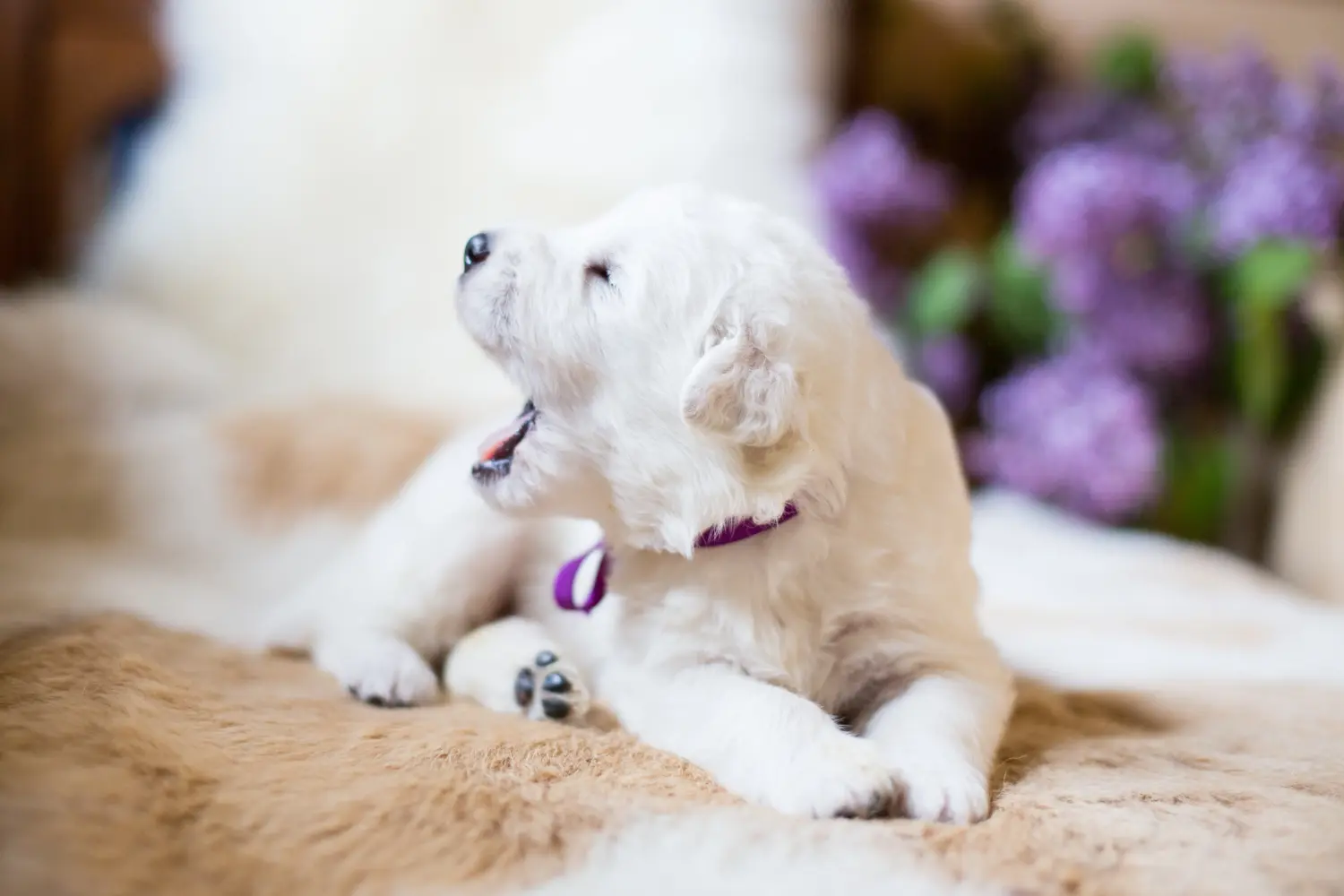 Acquistare un cucciolo di cane da pastore maremmano abruzzese significa assumersi delle responsabilità! Acquistare cuccioli di cane da pastore maremmano abruzzese.