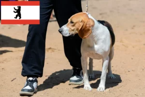 Scopri di più sull'articolo Allevatore di cani di bassa montagna e cuccioli a Berlino