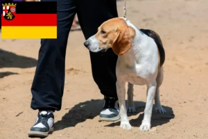 Scopri di più sull'articolo Allevatore di cani da discesa svizzeri e cuccioli in Renania-Palatinato