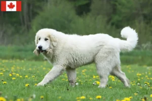 Scopri di più sull'articolo Allevatori di cani da montagna dei Pirenei e cuccioli in Canada