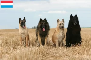 Scopri di più sull'articolo Allevatore di cani da pastore belga e cuccioli in Lussemburgo