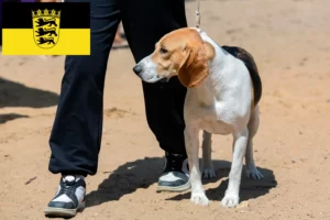 Scopri di più sull'articolo Allevatore di cani di pianura svizzeri e cuccioli in Baden-Württemberg