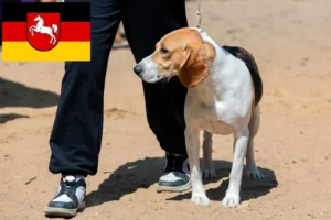 Scopri di più sull'articolo Allevatore di cani di pianura svizzeri e cuccioli in Bassa Sassonia