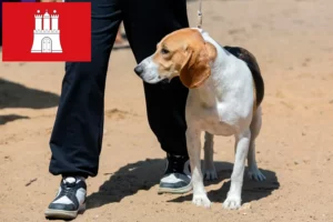 Scopri di più sull'articolo Allevatore di cani di pianura svizzeri e cuccioli a Amburgo