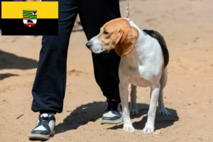 Scopri di più sull'articolo Allevatore di cani di pianura svizzeri e cuccioli in Sassonia-Anhalt