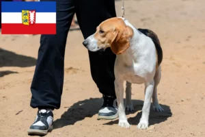 Scopri di più sull'articolo Allevatore di cani di pianura svizzeri e cuccioli in Schleswig-Holstein