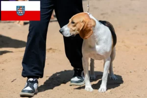 Scopri di più sull'articolo Allevatore di cani di pianura svizzeri e cuccioli in Turingia