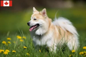 Scopri di più sull'articolo Allevatori di cani islandesi e cuccioli in Canada