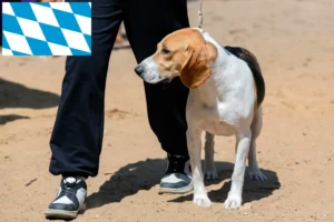 Scopri di più sull'articolo Allevatore di cani di pianura svizzeri e cuccioli in Baviera