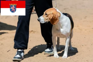Scopri di più sull'articolo Allevatore di cani da discesa svizzeri e cuccioli in Assia