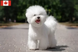 Scopri di più sull'articolo Allevatori di Bichon Frisé e cuccioli in Canada