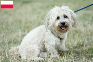 Scopri di più sull'articolo Allevatori di Bolognesi e cuccioli in Polonia