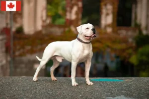 Scopri di più sull'articolo Allevatori di Bulldog Americani e cuccioli in Canada