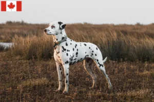 Scopri di più sull'articolo Allevatori di Dalmata e cuccioli in Canada
